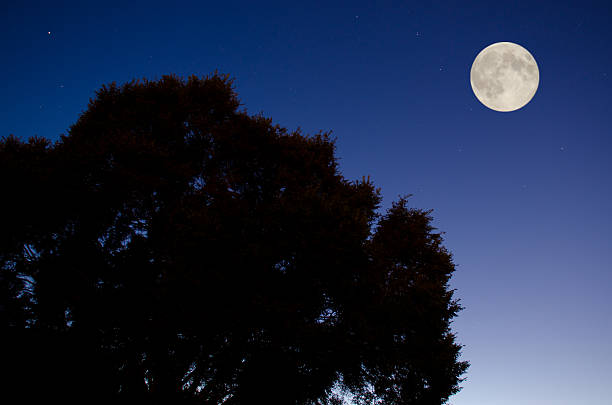 istock Full Moon, Starry Sky and Silhouette of Tree in Indigo Sky 512523019