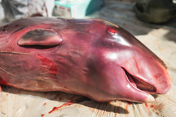 kaszalot płód szczegóły - whale sperm whale beached dead animal zdjęcia i obrazy z banku zdjęć