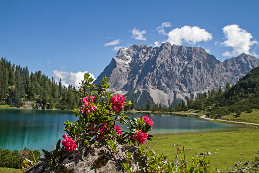 Seebensee lake with rhododendrons and Zugspitze