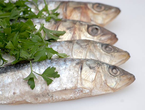 istock Fresh sardines with parsley leaves 512523631