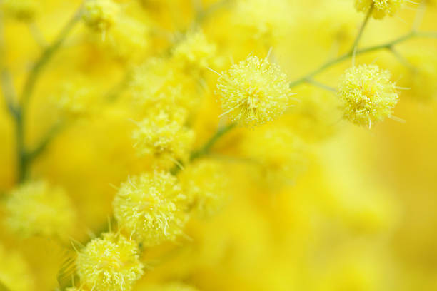 istock Yellow mimosa flower 512523662