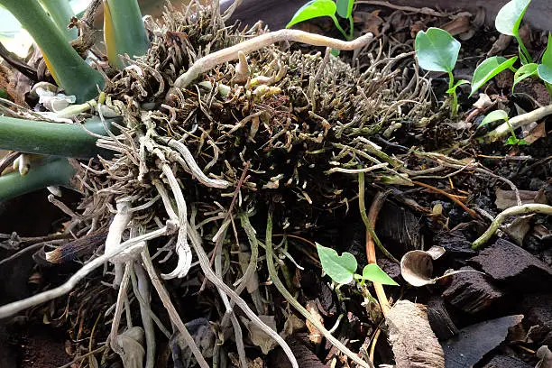 Plant Root in the Tropical Garden