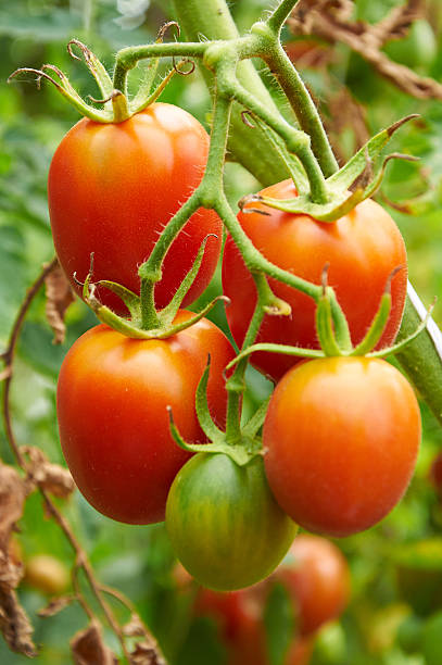 istock Branch of red tomato on vegetable garden 512523764