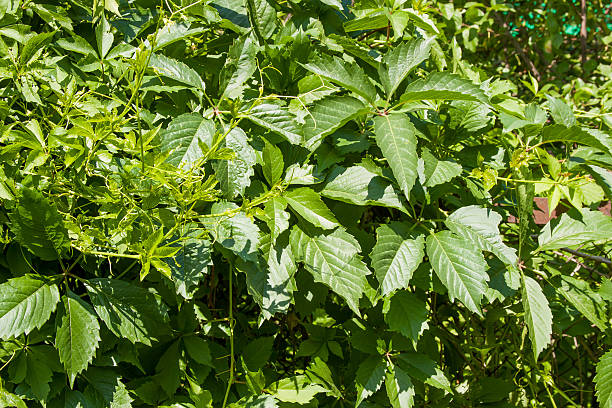 istock beautiful bush of wild decorative grapes 512524368