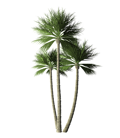 Digitally painted group of palm tree. 