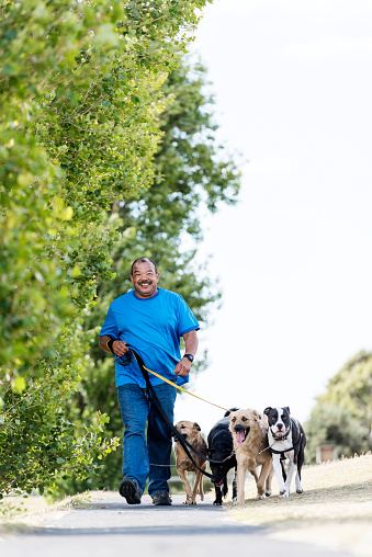 Adult male dogwalker walking outdoors on a tree lined pathway holding his large dogs on leashes.