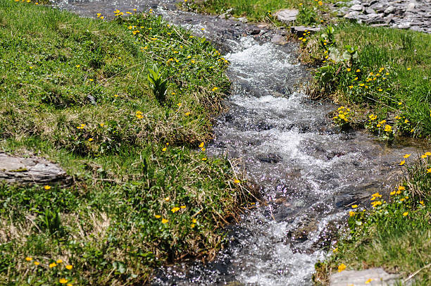 Water and Meadow in the Swiss Alps. With Flowers.