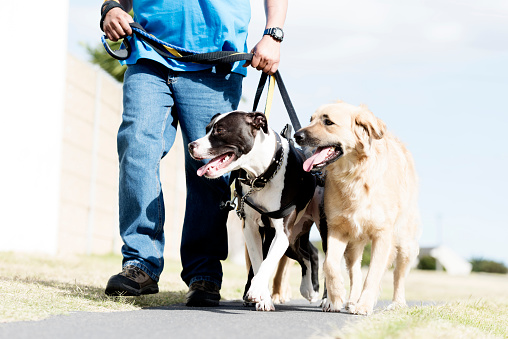 Adult male dogwalker walking outdoors on a pathway holding his large dogs on leashes.