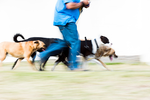Adult male Dog Walker running outdoors in a park with his dogs.