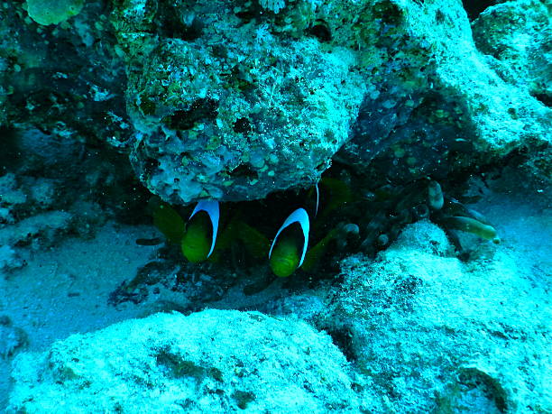 mer rouge poisson-clown des - nautical vessel journey diving flipper photos et images de collection