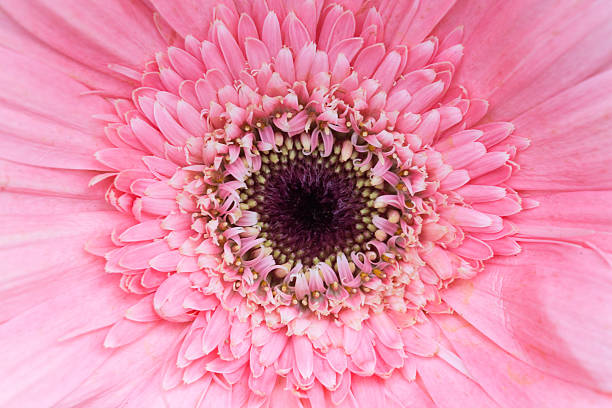 istock Pollen dark pink flower 512535516