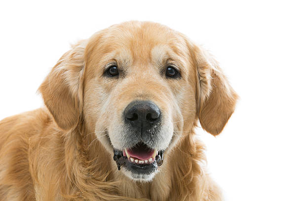 istock Old beautiul golden retriever dog 512536630