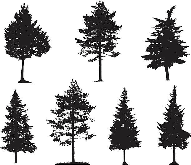 ilustrações, clipart, desenhos animados e ícones de silhuetas coníferas árvores - lariço
