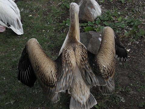 Pelican Bird Cleaning Feathers, İzmir Sasalı