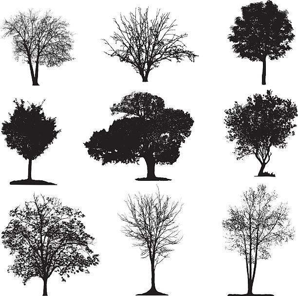 ilustraciones, imágenes clip art, dibujos animados e iconos de stock de colección de silueta de los árboles - álamo árbol