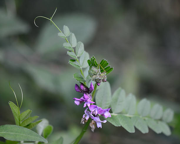 Bush vetch (Vicia sepium) with tendrils