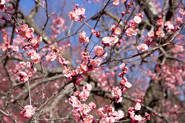 3,600+ Chinese Plum Japanese Apricot Bloom White Flower Beautiful