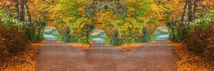 Forest road in the fall with three different ways.