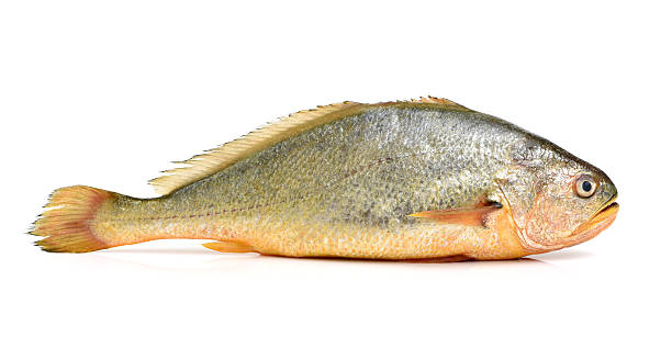 Yellow Croaker Fish Yellow Croaker Fish On White background raw croaker fish stock pictures, royalty-free photos & images