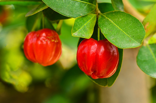 Barbados cherry on tree