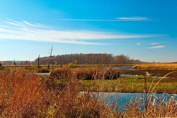 Autumn flowers on the marsh,Wisconsin