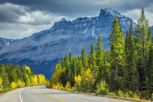 istock Bright yellow aspen and birch beside the road 512540772