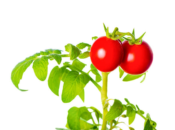 istock ripe red mini tomatoes cherry on green twig is isolated 512540904