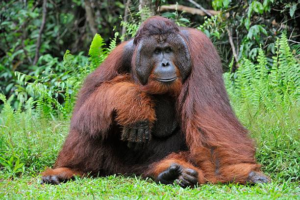dominierende männlich-orang-utan - orang utan fotos stock-fotos und bilder
