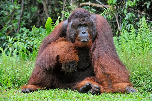 The adult male of the Dominant male orangutan with the signature developed cheek pads that arise ( testosterone surge). Background dark green foliage in the wild nature. Borneo. Indonesia.
