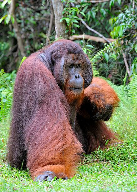 istock Dominant male orangutan 512542778