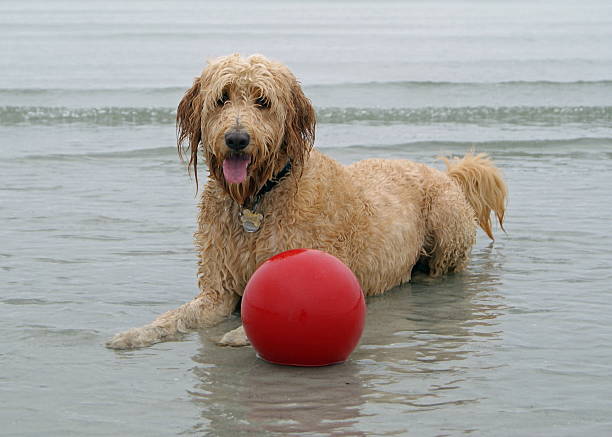 A goldendoodle dog playing in the ocean with a big red ball.