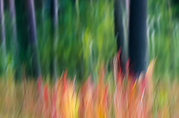 istock autumn colors defocused background 512544759