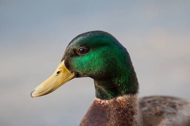istock Mallard drake close up 512545001