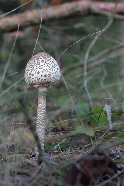 istock Shaggy parasol mushroom 512546115