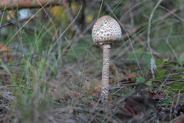 istock Shaggy parasol mushroom 512546117