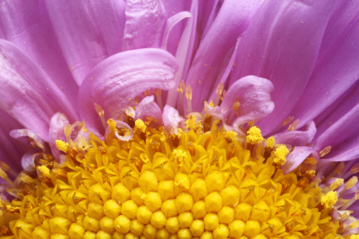 Macro shot of the center of a purple and yellow daisy flower