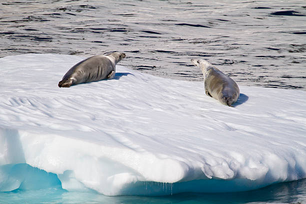 istock Seals Resting On An Ice Floe 512546179