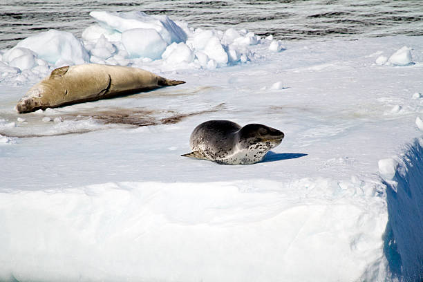 istock Antarctica - Seals On An Iceberg 512546189