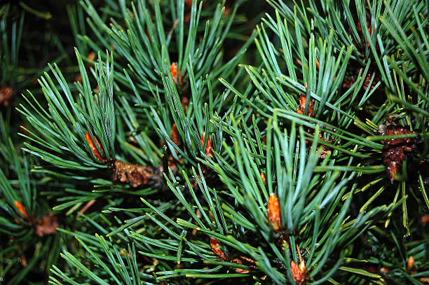 pine needles - pinaceous stock-fotos und bilder