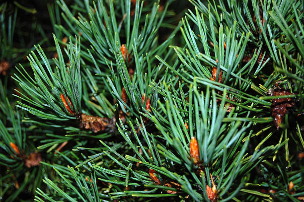 de pine needles - pinaceous photos et images de collection