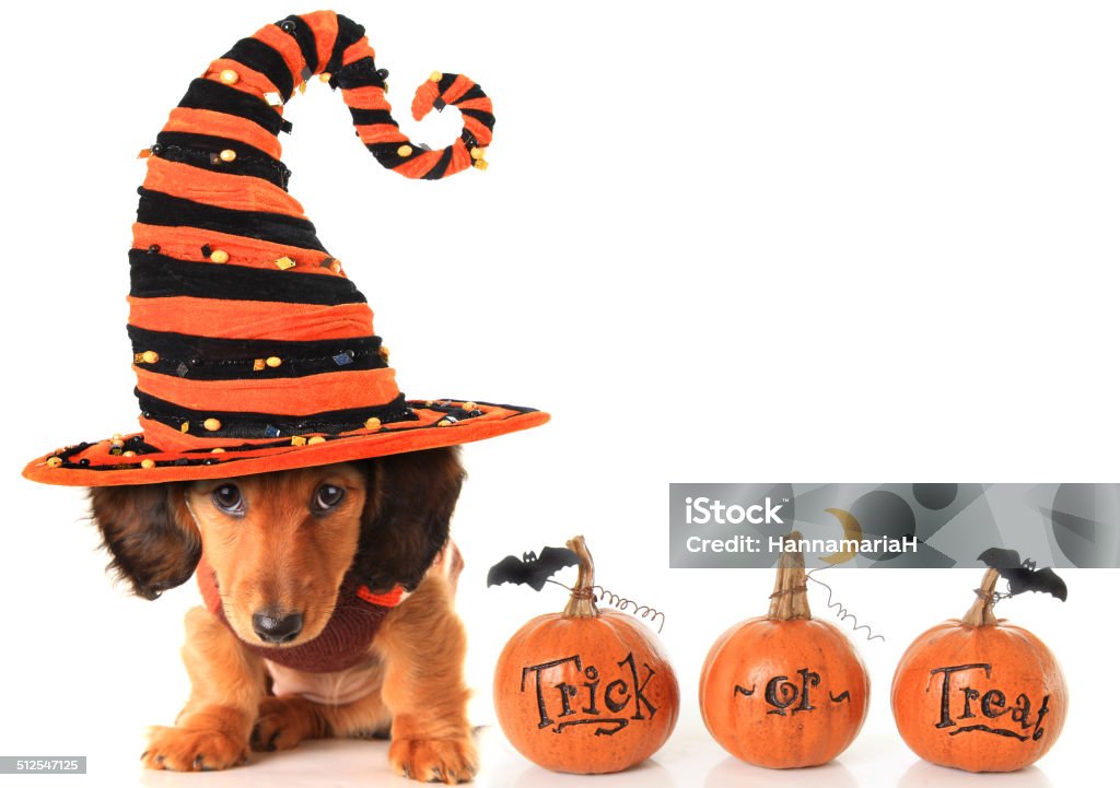 Halloween puppy Halloween dachshund puppy wearing a Halloween witch hat plus pumpkins. Halloween Stock Photo