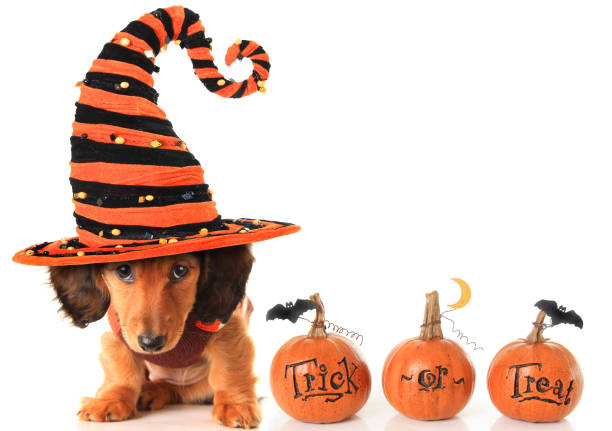 Halloween puppy Halloween dachshund puppy wearing a Halloween witch hat plus pumpkins. dog in halloween hat of witch stock pictures, royalty-free photos & images