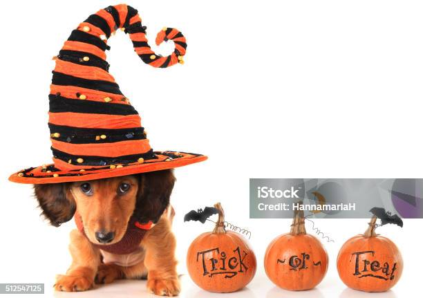 Halloween Puppy Stock Photo - Download Image Now - Halloween, Dog, Pets