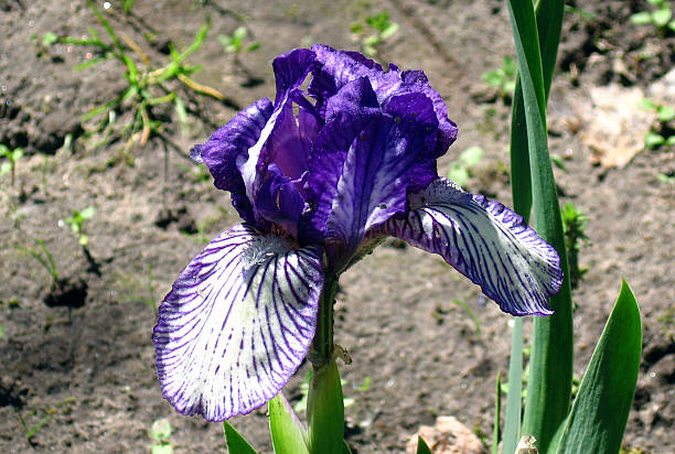 iris fiori-twink - twink foto e immagini stock