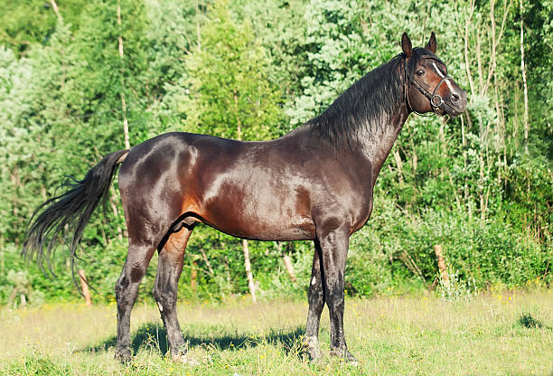istock beautiful breed  stallion at forest background 512547253