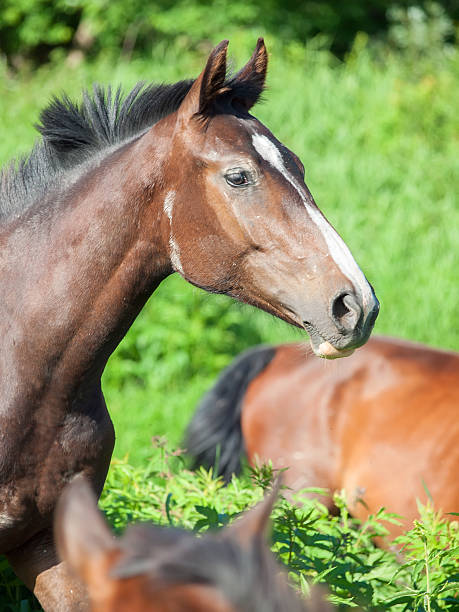 istock portrait  of young mare among  herd at the pasture 512547849