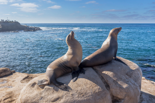 Two Seals in La Jolla of California.