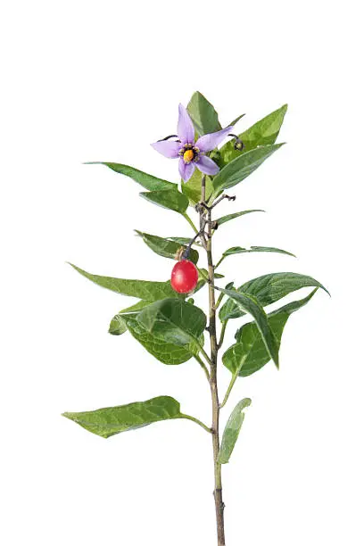 Bittersweet (Solanum dulcamara) isolated on white