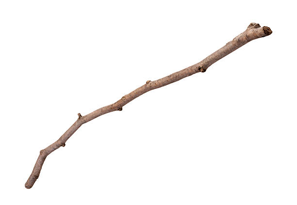 Wooden Twig Isolated Wooden Twig isolated with a clipping path, on a white background. Full focus front to back. bare tree stock pictures, royalty-free photos & images