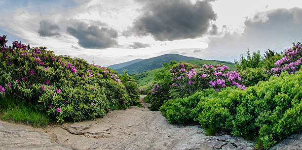 istock Rocky Trail through rhododendron garden.dng 512549357